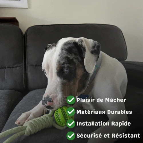 ElasticFun — Jouet de traction élastique pour chiens